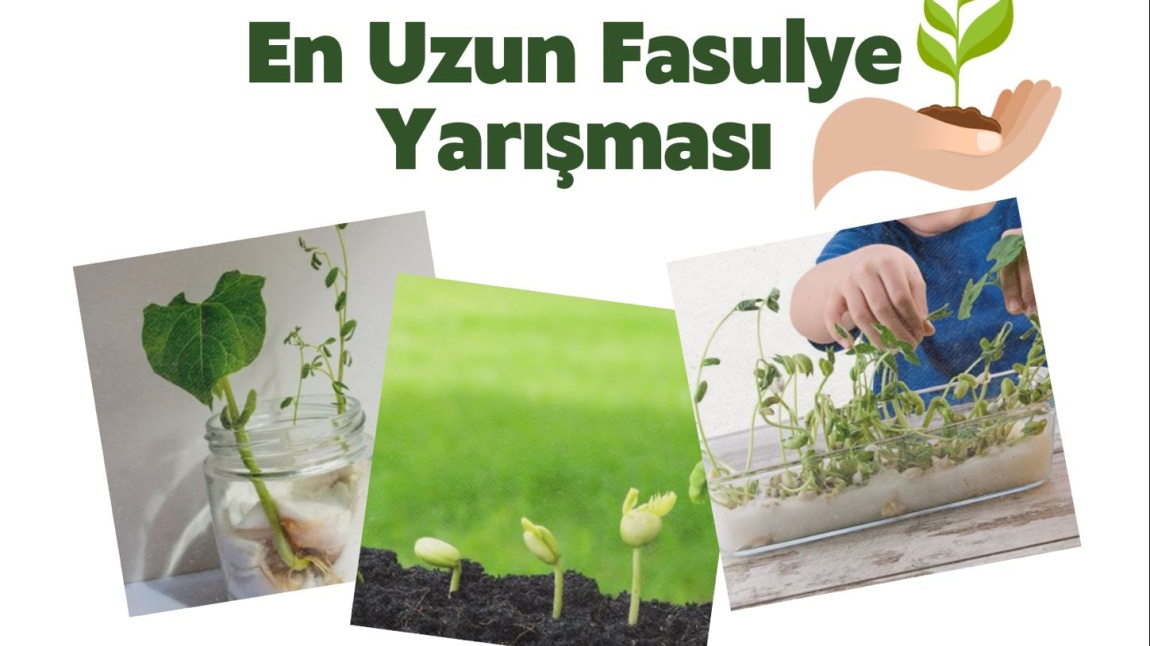 EN UZUN FASULYE YARIŞMASI 